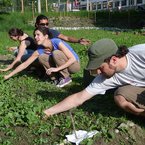 Gemeinschaftsgarten Innsbruck – Wilten